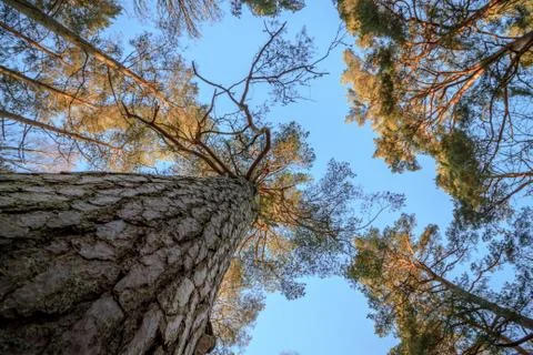Pine wood trees, stem, branches and blue sky at Furulunden Stock Photos
