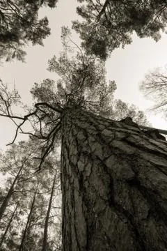 Pine wood trees, stem, branches and bright sky at Furulunden Stock Photos