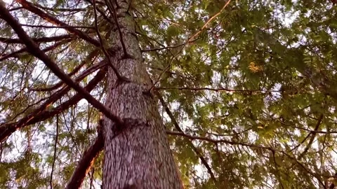 Pine wood trunk Stock Footage 152296156