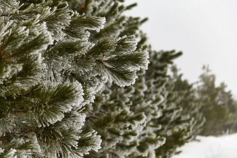 Pine wood in the winter Stock Photos