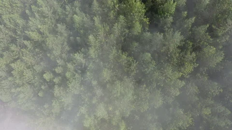 Pine Woods Stock Footage 220894715