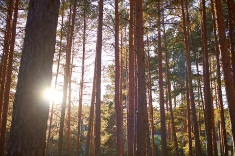 Pine woods forest background Stock Photos