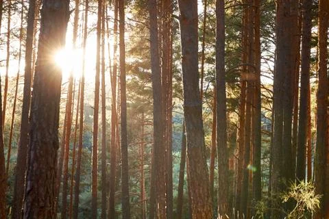Pine woods forest background Stock Photos