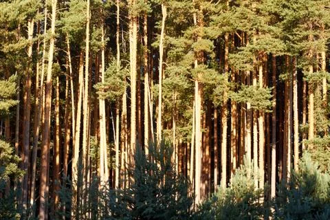 Pine woods forest background Stock Photos