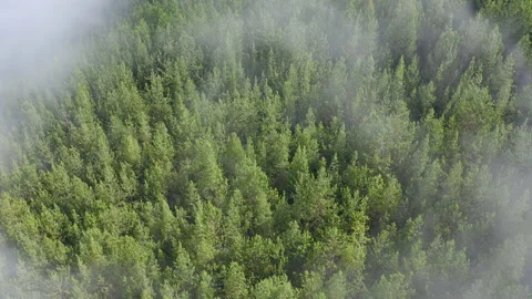 Pine Woods High Angle Stock Footage 220889874