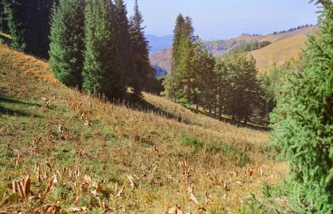 Pine woods in mountain forest Stock Photos