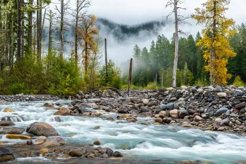 Pine woods with stone river in Mount Rainier. Stock Photos