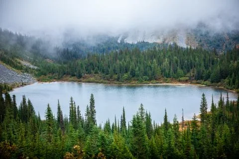 Pine woods with stone river in Mount Rainier. Stock Photos