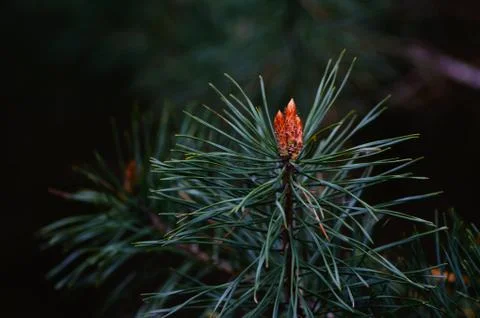 Pine, young cone pine Stock Photos
