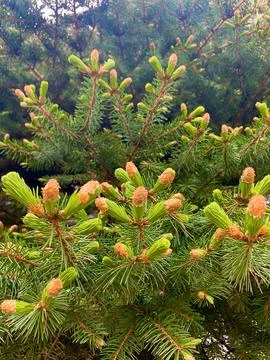 Pine with young shoots. Stock Photos