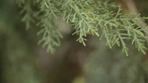 Pine2 Stock Footage 10734448