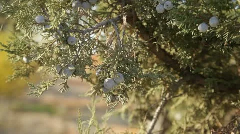 Pine3 Stock Footage 10734468