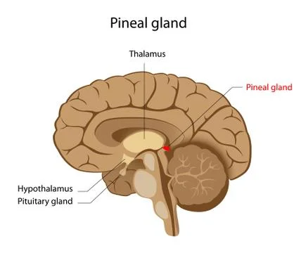 Pineal gland 库存插图