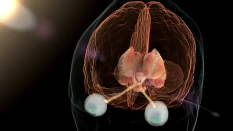 Pineal Gland, Sleep Regulation Video stock 113234053