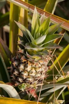 Pineaple Stock Photos