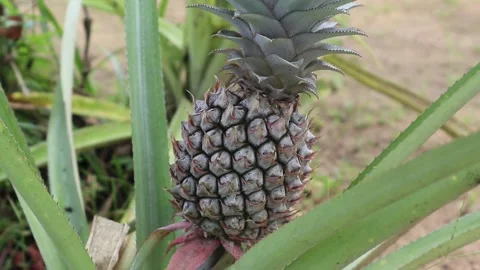 Pineaplle Stock Footage 237358890