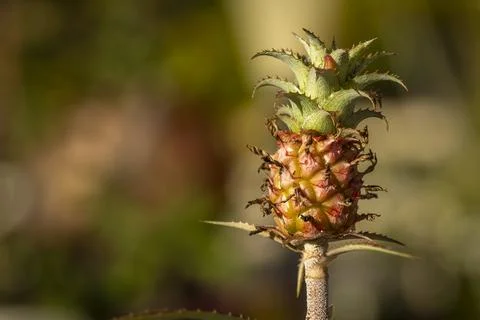 Pineapple also known as Ananas Comosus Fotos de archivo
