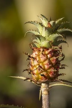 Pineapple also known as Ananas Comosus Stock Photos