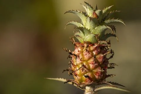 Pineapple also known as Ananas Comosus Stock Photos