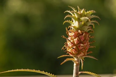 Pineapple also known as Ananas Comosus Stock Photos