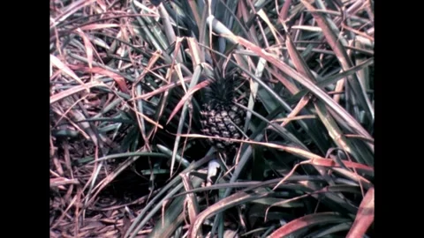 Pineapple Among Leaves Video stock 278217467