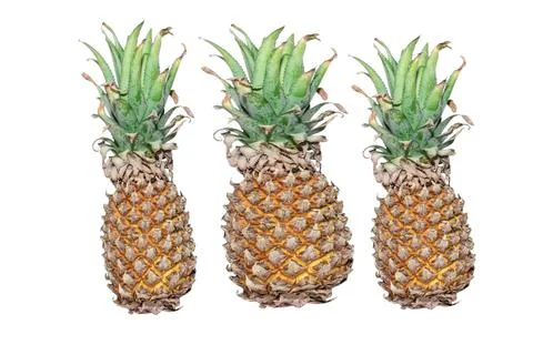 Pineapple ( Ananas comosus ) isolated on white background . Pineapple clipp.. Stock Photos
