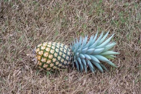 Pineapple (Ananas comosus) lying on a grassy surface Stock Photos