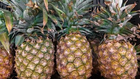 Pineapple (Ananas comosus) Stock Photos