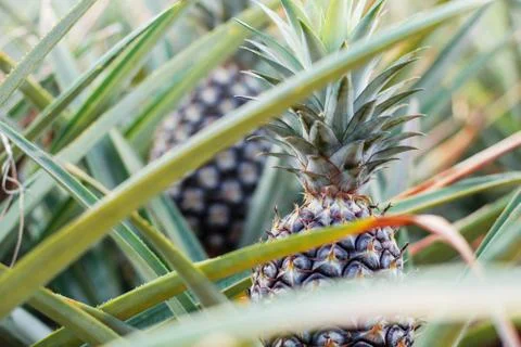 Pineapple and leaf in farm. Stock Photos