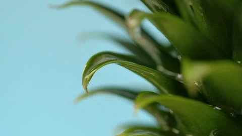 Pineapple and pineapple juice Stock Footage 274466221