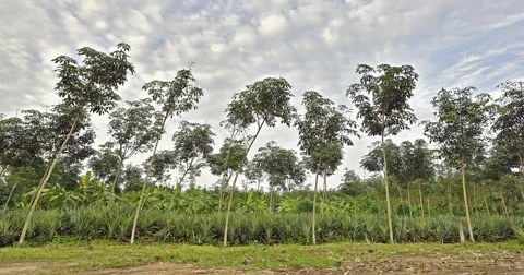 Pineapple and rubber tree farm (Time lapse HDR) Stock Footage 48704907