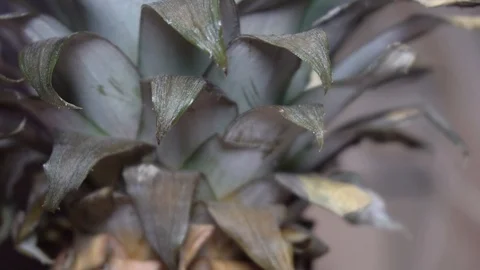Pineapple appearing on white table with empty space for your text. Stop motion Stock Footage 100596541