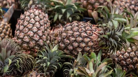 Pineapple background, a bunch of pineapples Stock Photos