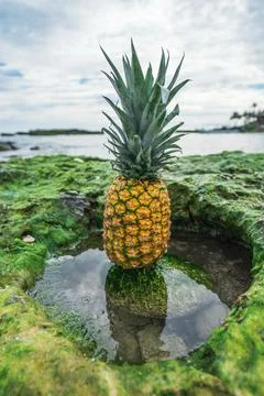 Pineapple on the beach 库存照片