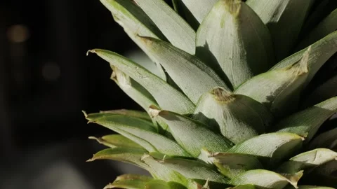 Pineapple on black background close-up macro. Fruit concept. Vitamins. Stock Footage 266959263