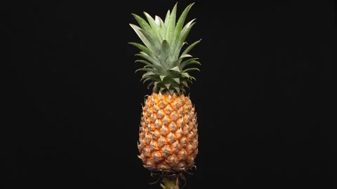 Pineapple on Black Background Stock Footage 317101655