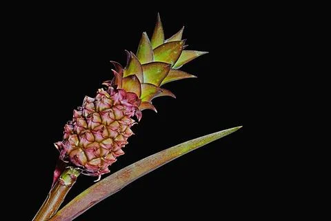Pineapple with black background, macro Stock Photos
