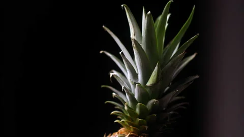 Pineapple on a black background. Vertical panorama from top to bottom. Stock Footage 169063811