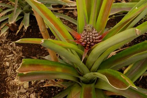 Pineapple in blossom Stock-Fotos