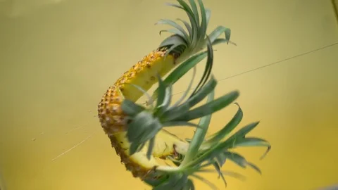  Pineapple broken into slices Stock-Footage 81799012