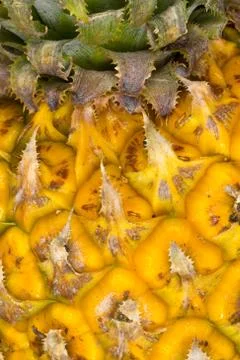 Pineapple close up. Impressive macro background with bright original skin of  Stock Photos