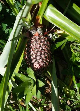 Pineapple Close Up Stock Photos