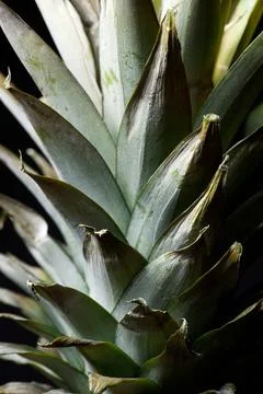 Pineapple close up Stock Photos