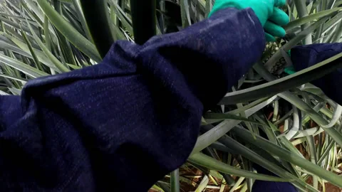 Pineapple collection in the field POV 스톡 동영상 170254061