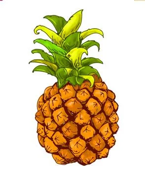 Pineapple in color with white background Stock Illustration