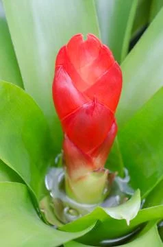 Pineapple core, blomeliad Stock Photos