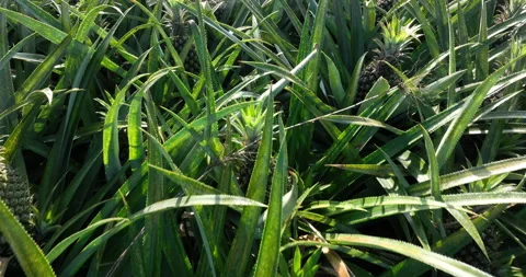 Pineapple crop grow in garden Stock Footage 298078397