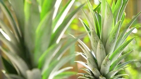 Pineapple Crown Leaves Backlit by Bright Summer Sunlight, Close-Up. Stock Footage 318658847