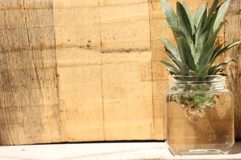 Pineapple crown or the leafy top is kept in a glass jar of water Stock Photos