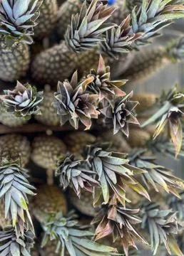 Pineapple crowns Stock Photos